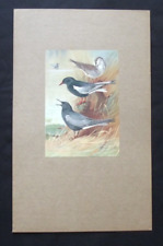 Vintage print black for sale  HAYLING ISLAND