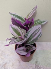 Tradescantia nanouk pink for sale  Jacksonville