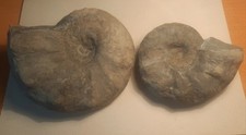 Ceratites nodosus ceratites gebraucht kaufen  Rinteln