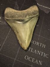 Dente megalodonte squalo usato  Ameglia