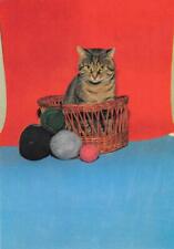 Gatto nel cestino usato  Diano San Pietro