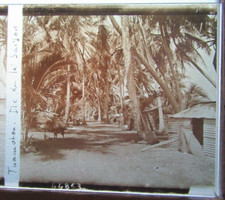 Rare iles tuamotu d'occasion  Dijon