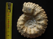 Ammonites callovien kosmoceras d'occasion Ammonites callovien kosmoceras d'occasion  La Chapelle-Saint-Luc