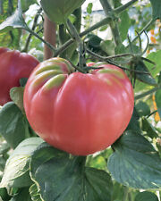 60 SEMI DI POMODORO BELMONTE +SPEDIZIONE GRATUITA comprar usado  Enviando para Brazil