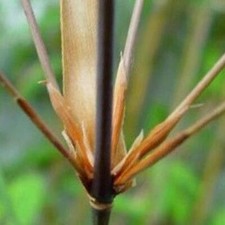 Fargesia scabrida bamboo for sale  Eugene