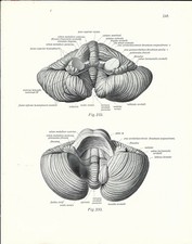 Stampa antica ANATOMIA CERVELLETTO medicina 1938 Antique print comprar usado  Enviando para Brazil