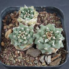 Lage plants turbinicarpus for sale  Shipping to Ireland