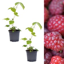 Raspberry tulameen plants for sale  GLASGOW