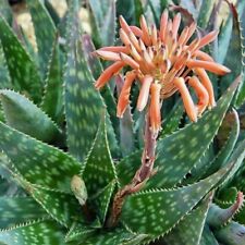 Soap aloe zebra for sale  Trabuco Canyon