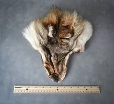 Eastern coyote head for sale  Castle Rock