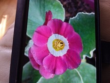 Primula auricula plants for sale  LIVERSEDGE