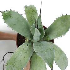 Agave ovatifolia agave usato  Napoli