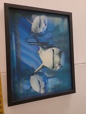 Shark picture 14 for sale  North Port