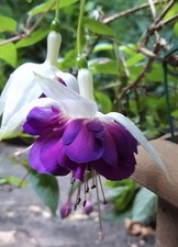 fuchsien gebraucht kaufen  Berlin