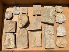 Fossil crinoids matrix for sale  Coppell