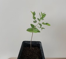 Jujube tree lang for sale  El Monte