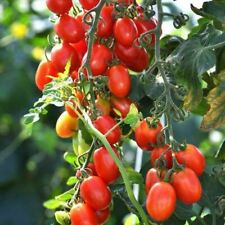 Roma plug plants for sale  NOTTINGHAM