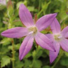 Campanula plug plants for sale  LONDON