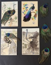 exotic bird feathers for sale exotic bird feathers for sale Chapel Hill