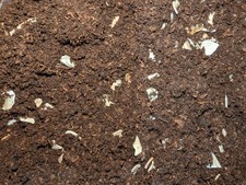 Land snail substrate for sale Land snail substrate for sale  FLEET