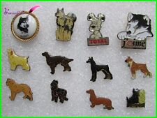 Pin race chien d'occasion  Pacy-sur-Eure