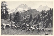Nevache summer sheep d'occasion  Expédié en Belgium