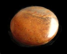 14ct versteinerter dinosaurier gebraucht kaufen  Gauting