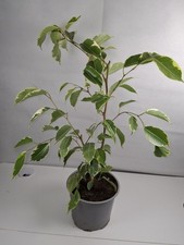 Ficus benjamina variegated for sale  LUTON