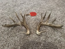 Unique whitetail deer for sale  Austin