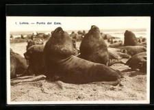 Lobos punta del usato  Spedire a Italy