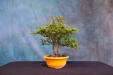 Dwarf black olive for sale  North Fort Myers