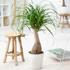 Pony tail palm for sale  UK