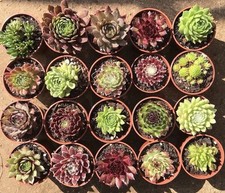 Pots brightest colorful for sale  KING'S LYNN