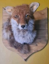 Taxidermy fox head for sale  WAKEFIELD