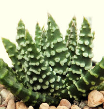 Haworthia pumila donuts for sale  Miami