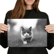 British shorthair kitten for sale  SELBY