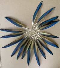 Rare blue throat for sale  Bremen