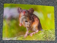 Tolle tier postkarte gebraucht kaufen  Hamburg