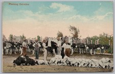 Plucking ostriches south for sale  GLASGOW