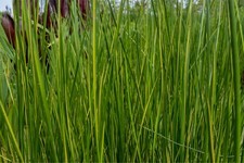 Variegated rush winter for sale  Fairdale