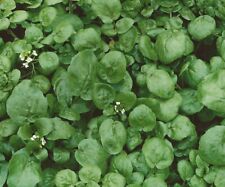 1000 true watercress for sale  Buffalo