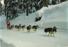 Cpa husky dog d'occasion  Expédié en France