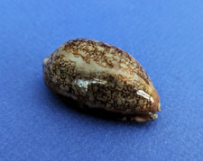 Cypraea scurra occidua d'occasion  Nice-