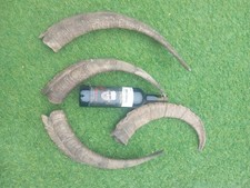 goat horns for sale  HARTLEPOOL