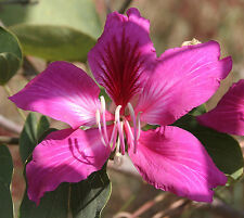 Graines bauhinia variegata d'occasion  Sanary-sur-Mer