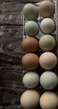 Fertile chicken hatching for sale  Silver Springs