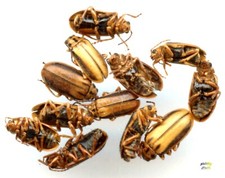 Chrysomelidae lot pcs d'occasion Chrysomelidae lot pcs d'occasion  France