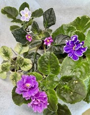 African violet set for sale  Palm Coast