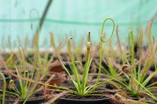 Carnivorous plant cape for sale  WELLS