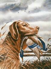 Brown labrador retreiver for sale  Ahsahka